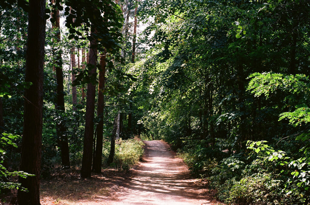 blick in den grunewald